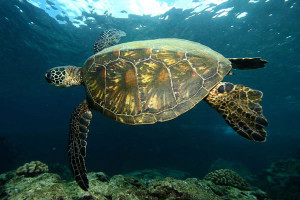 Hawaii Green Sea Turtle