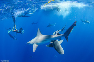 Shark Free Diving