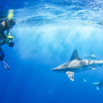 Shark Diving in Hawaii
