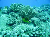 Horseshoe Reef