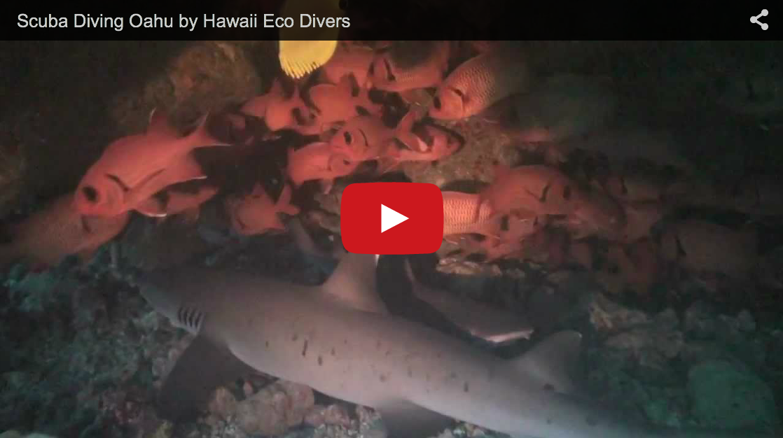 Video: Scuba Diving in Oahu