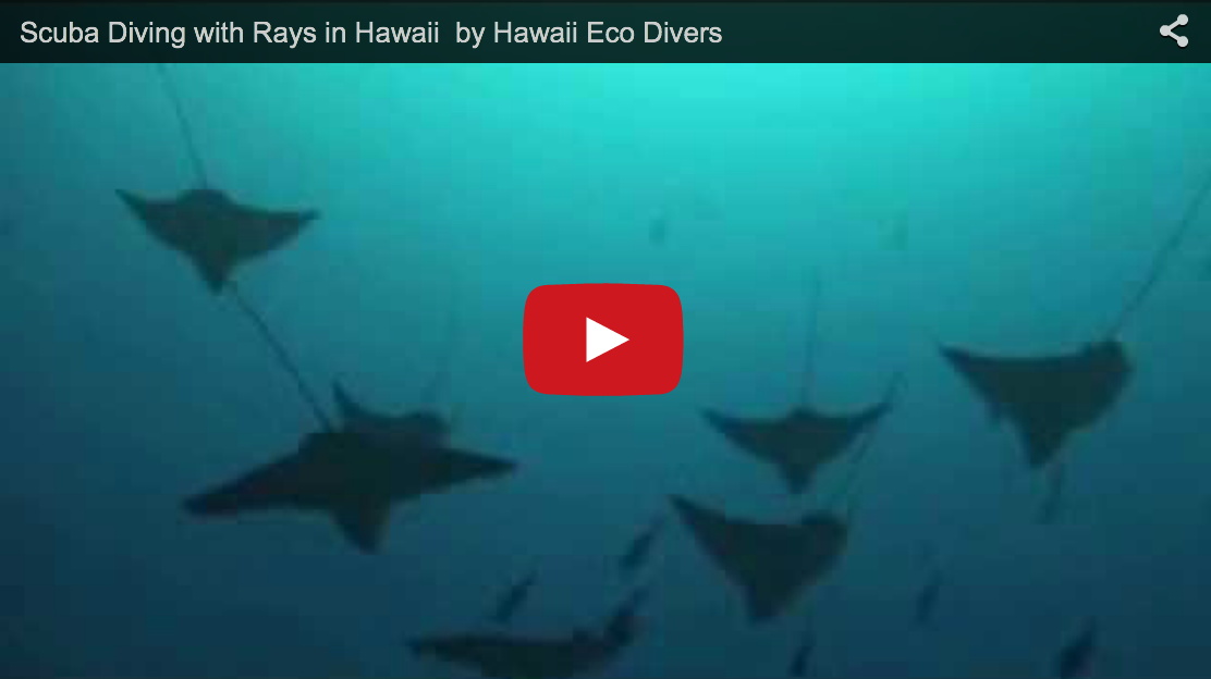 Scuba Diving with Rays in Hawaii