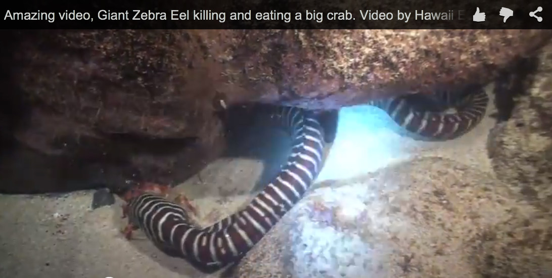 Amazing video, Giant Zebra Eel killing and eating a big crab