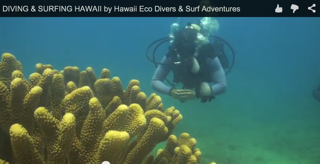 DIVING & SURFING HAWAII