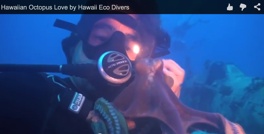 Hawaiian Octopus Love