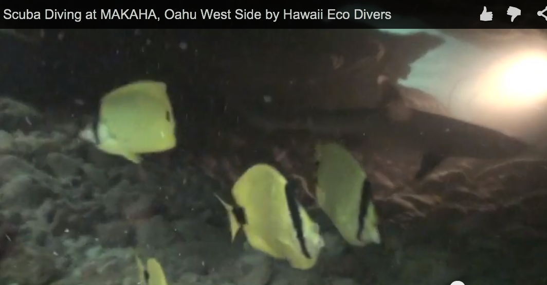 Scuba Diving at MAKAHA, Oahu West Side